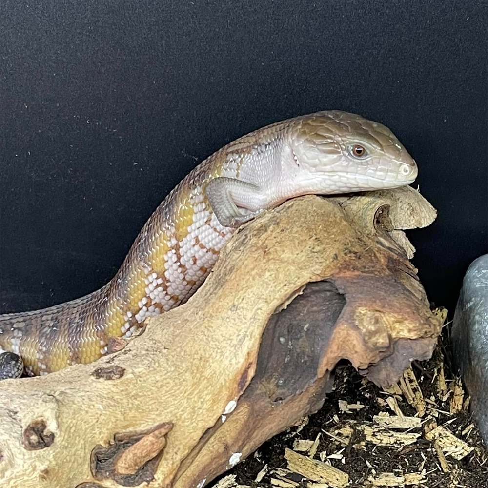 Blue Tongue Skink