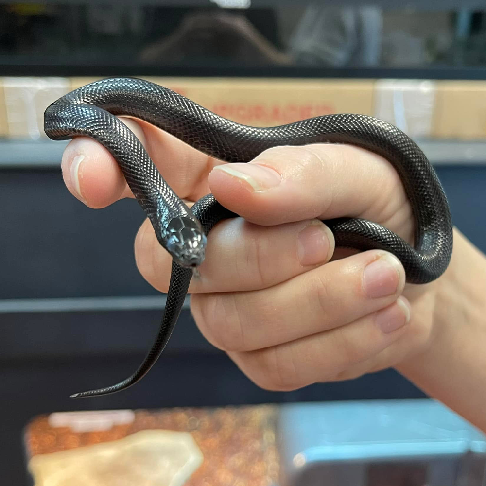 Mexican Black Kingsnake