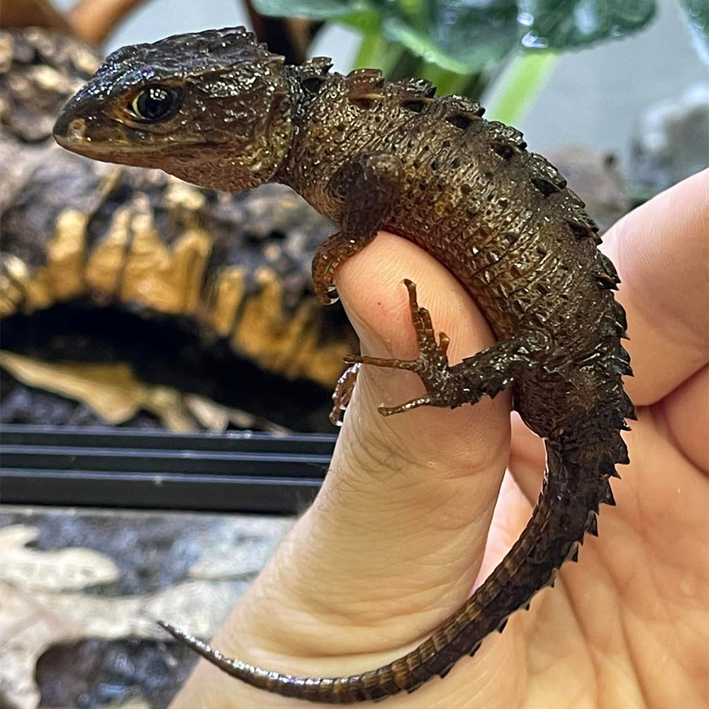 Red-Eyed Crocodile Skink